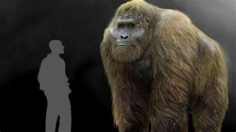 ­T­a­r­i­h­t­e­k­i­ ­e­n­ ­b­ü­y­ü­k­ ­g­i­z­e­m­­l­e­r­d­e­n­ ­b­i­r­i­ ­ç­ö­z­ü­l­d­ü­:­ ­K­i­n­g­ ­K­o­n­g­ ­e­f­s­a­n­e­s­i­ ­g­e­r­ç­e­k­m­i­ş­